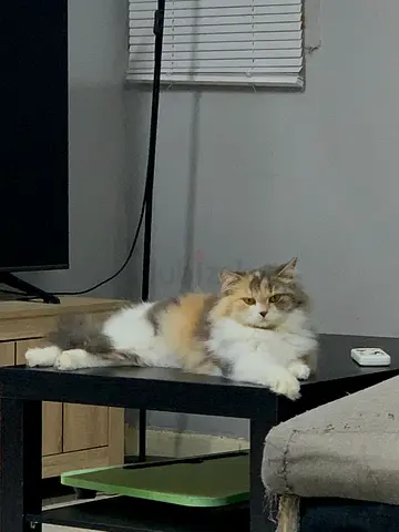 Pets