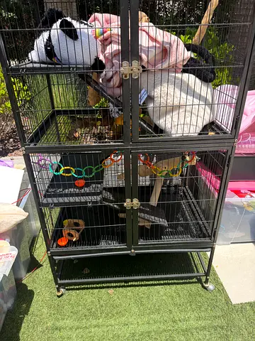 Big bird cage