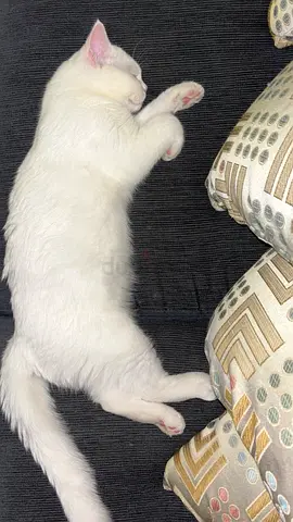 Cat for adoption 3 weeks only