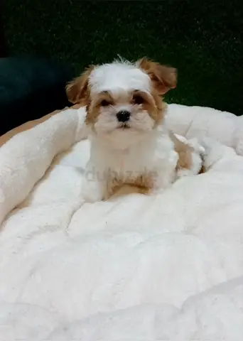 Toy shih tzu puppys