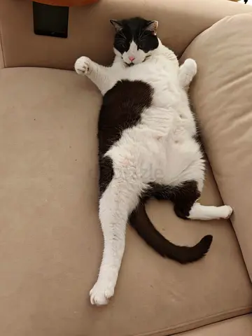 2 cats for adoption