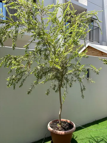 Potted ornamental willow-like tree — healthy outdoor plant, ready to transplant