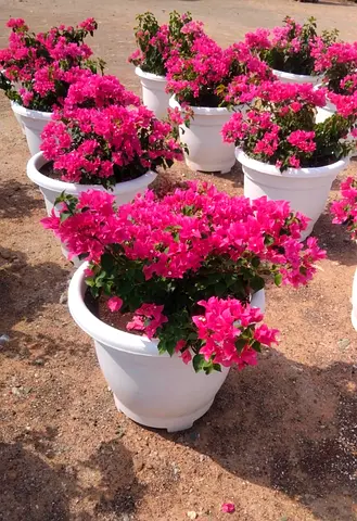 Bougainvillea plants in white outdoor pots — set of healthy flowering shrubs