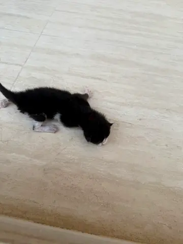 Newborn black and white kitten - needs loving home i found at far in my house (in my house)
