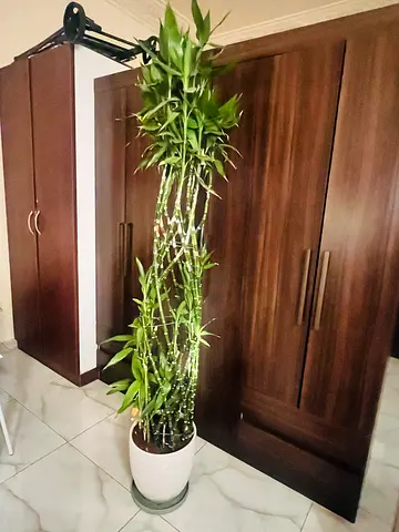 Tall Lucky Bamboo Plant in Pot - Indoor Décor