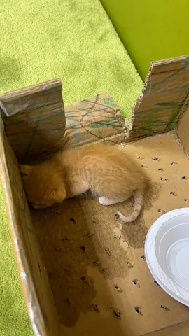 Kitten found