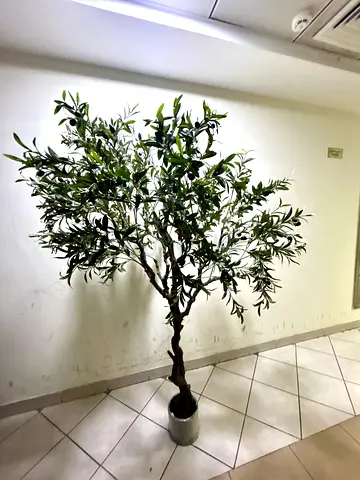 Large artificial olive tree in pot (185cm height)
