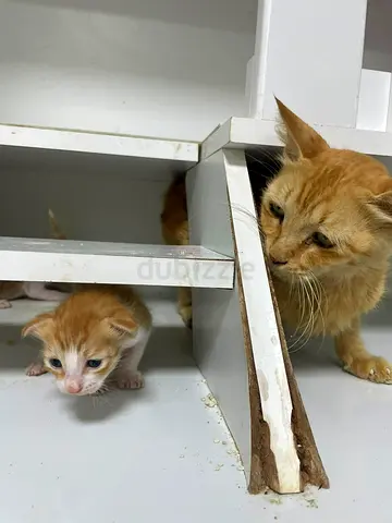 A Rare ginger Mama Cat and her new amazing Kitten