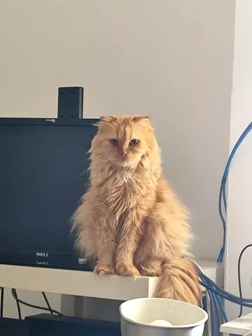 Persian cat