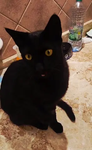 Black young kitty/ free adoption