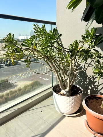 Desert rose plant