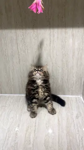 Fluffy Siberian Kitten - Playful, Healthy, Indoor