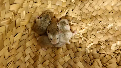 Baby dwarf hamsters for adoption