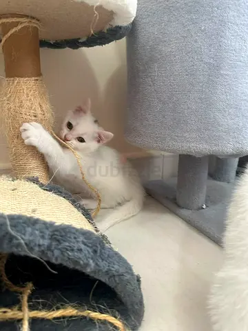 Turkish Angora Kitten is for adoption!