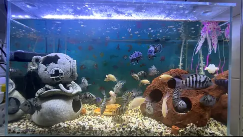 🐟 FOR SALE: Complete Cichlid Tank Set – AED 350 Only 🐟