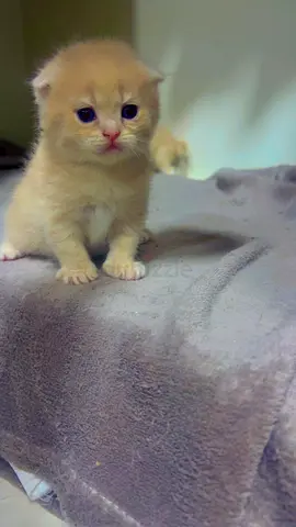 Two beautiful male kittens