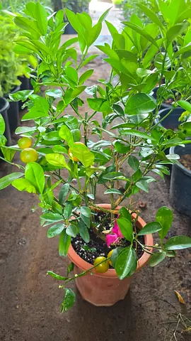Calamansi plant