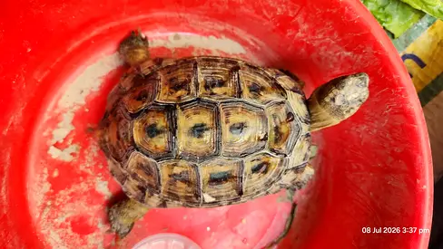 Greek tortoise ( male, 8-10 yrs)