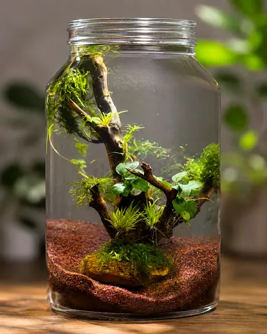 Handmade Glass Jar Terrarium with Live Moss and Driftwood