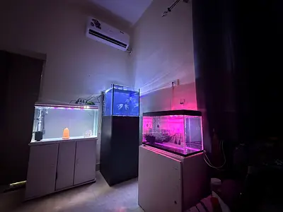 Aquarium Available in Alain
