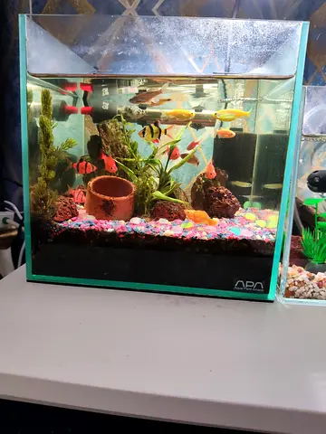 Small glass aquarium tank with assorted community fish and decorations