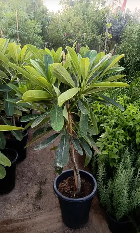 Potted Frangipani (Plumeria) Tree - Healthy Medium Size, Ready to Plant