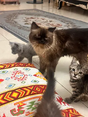 Cats for free adoption