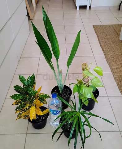 Take all 4 easy to take care  indoor plants Final price , last price , best price 80 dhs only