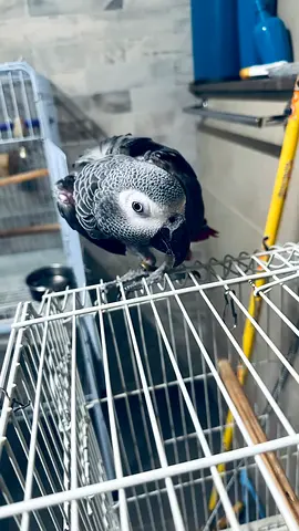 Talkative  Intelligent African Grey Parrot