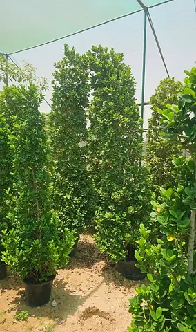 Potted Tall Ficus / Garden Privacy Trees - Healthy Mature Specimens