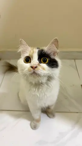 Cat for adoption