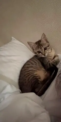 Female Kitten for adoption