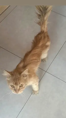 Cats for adoption