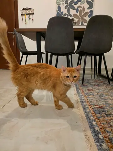 Found 🐈 lost cat
