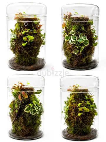 Terrarium