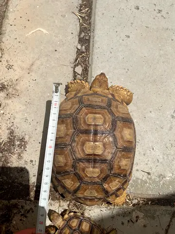 Sulcata tortoise Female