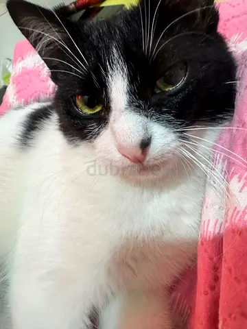 Tuxedo Breed cat 5-6 months old for free