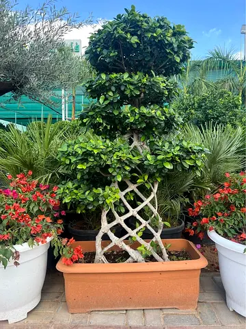 Beautiful Ficus Bonsai Topiary Plant - Ready for Garden