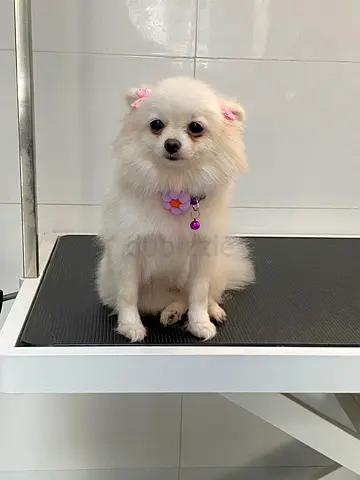 White Pomeranian Puppy - Friendly, Healthy, Ready for New Home