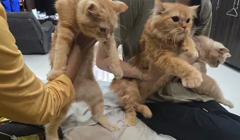 Cats for free adoption