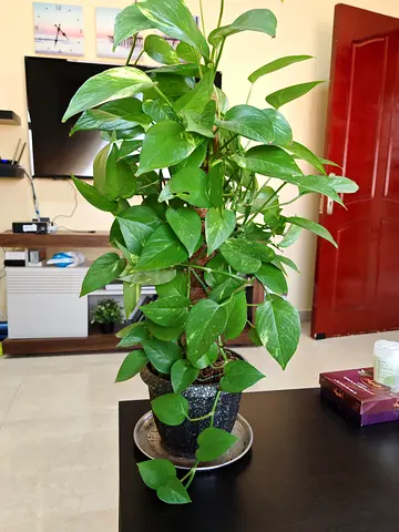 Healthy Golden Pothos (Epipremnum) in Decorative Pot - Ready to Home