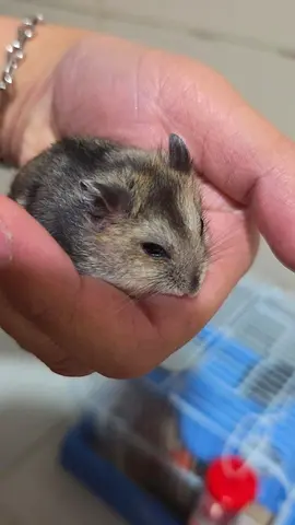 Winter white dwarf hamster