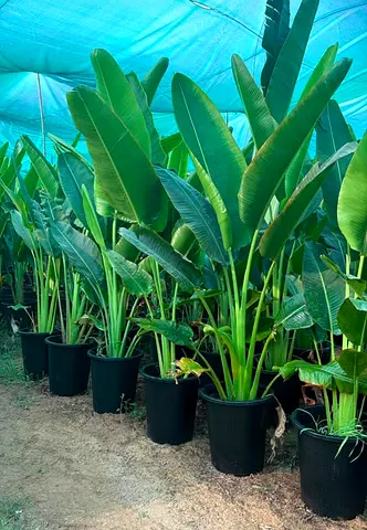 Large Potted Bird of Travels Palm - Healthy, Mature Specimens