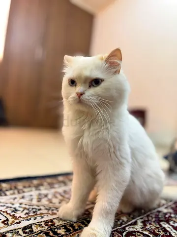 Found White Male Cat – Looking for Owner or Responsible Adopter