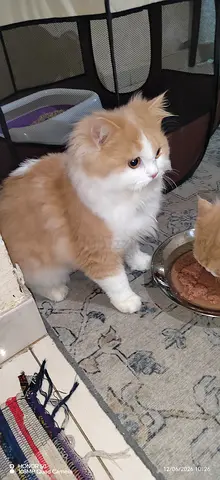 Young cream-and-white longhair cats available for free adoption
