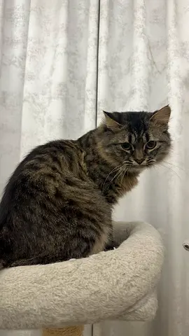 7 month old Maincoon/siberian male - Friendly, vaccinated,