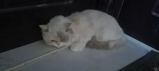 Cat found