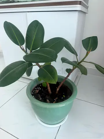 Potted Ficus Plant in Green Ceramic Pot