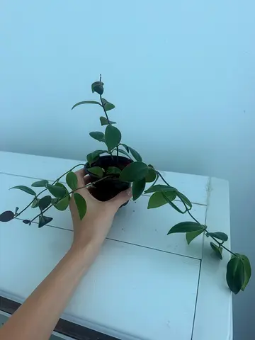 Aeschynanthus in Small Black Pot