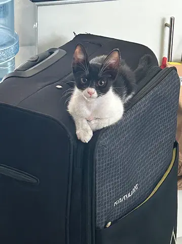 Free Kitten Adoption